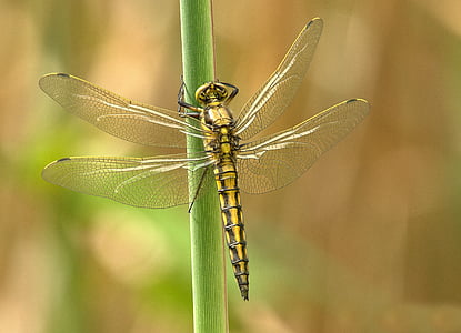 dragonfly-insect-animal-wing-thumb (1).jpg