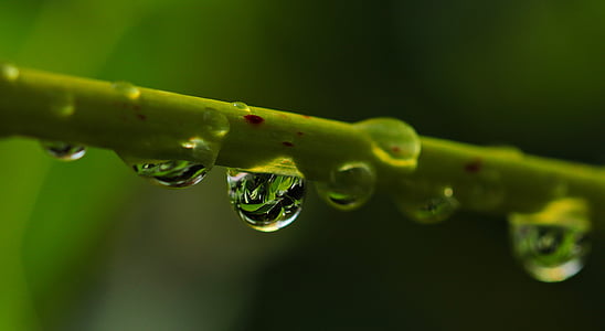 drop-of-water-drip-nature-raindrop-thumb.jpg