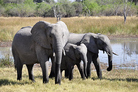 elephant-africa-okavango-delta-animal-thumb.jpg