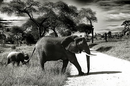 elephant-baby-elephant-animal-wilderness-thumb.jpg