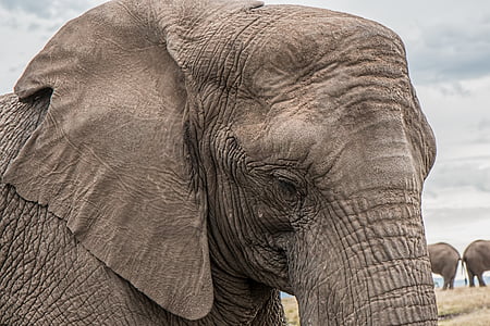 elephant-trunk-skin-care-big-thumb.jpg