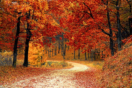 fall-autumn-red-season-thumb.jpg