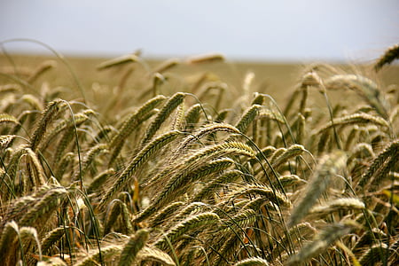 field-cereals-rye-agriculture-thumb.jpg
