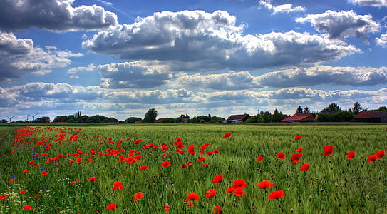 field-of-poppies-brandenburg-nature-thumb.jpg