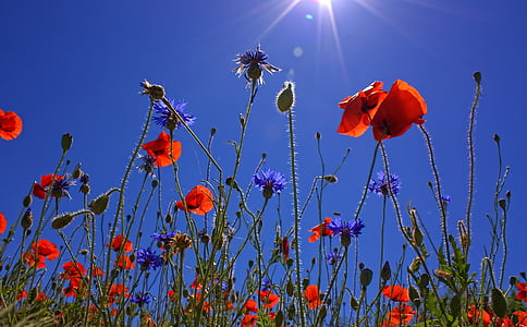 field-of-poppies-sun-spring-nature-thumb.jpg