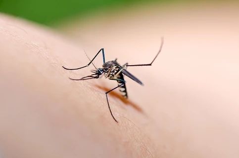 夏季蚊虫多 中医支招教你日常如何防蚊虫
