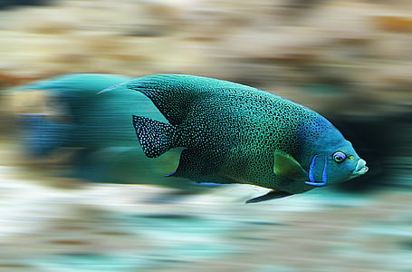 fish-aquarium-speed-scale-thumb.jpg