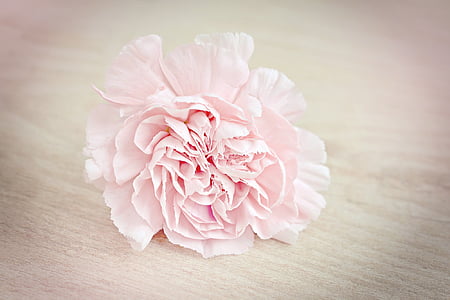 flower-carnation-blossom-bloom-thumb.jpg