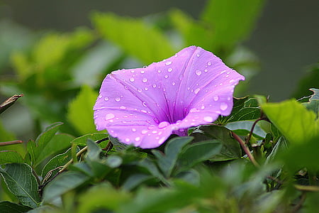 flower-morning-glory-floral-plant-thumb.jpg
