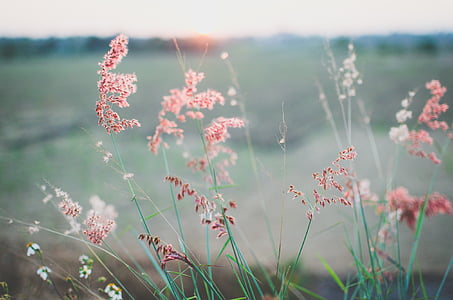 flowers-field-summer-spring-thumb.jpg