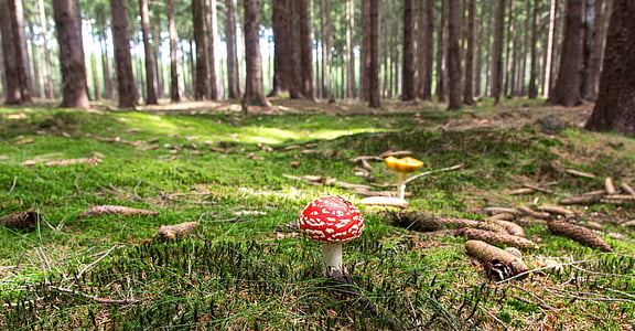 fly-agaric-mushroom-forest-forestry-thumb.jpg
