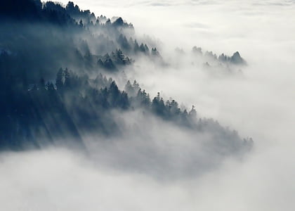 forest-fog-nature-winter-thumb.jpg