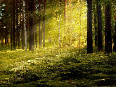 forest-nature-fern-sun-thumb.jpg