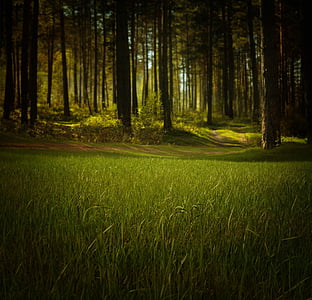 forest-nature-trees-grass-thumb.jpg