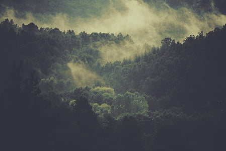 forest-trees-fog-clouds-thumb.jpg
