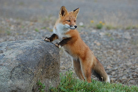 fox-wildlife-nature-predator-thumb.jpg