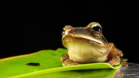 frog-golden-eyes-macro-thumb.jpg