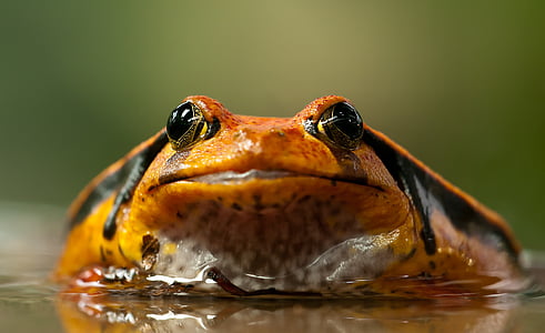 frog-toad-eyes-animal-thumb.jpg