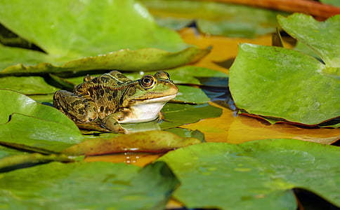 frog-water-frog-frog-pond-amphibian-thumb.jpg