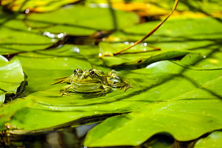 frog-water-frog-frog-pond-animal-thumb.jpg