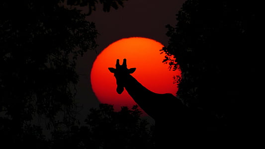 giraffe-animal-africa-sunset-thumb.jpg