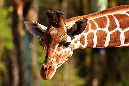 giraffe-wild-animal-stains-long-jibe-thumb.jpg
