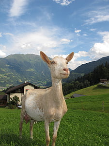 goat-in-austria-austria-goat-thumb.jpg