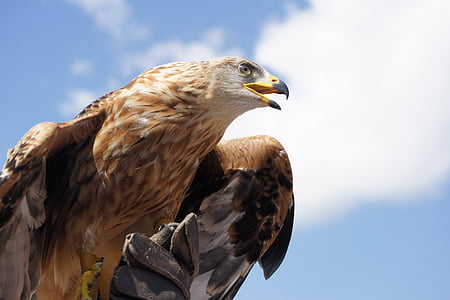 golden-eagle-animal-bird-bill-thumb.jpg