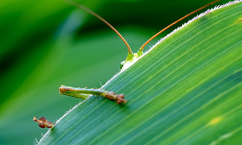 grasshopper-viridissima-green-corn-leaf-thumb.jpg