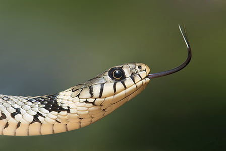 grass-snake-snake-serpentes-natrix-thumb.jpg