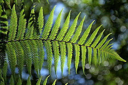 green-fern-leaf-natural-thumb.jpg