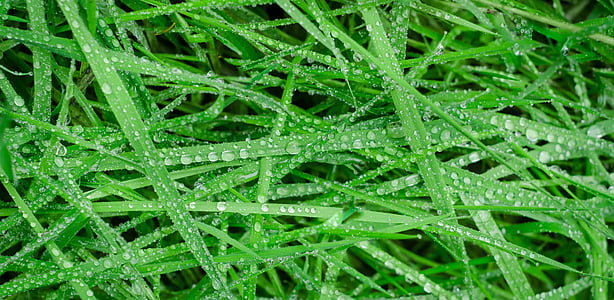 green-grass-wet-drops-thumb.jpg