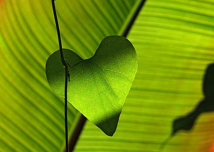 green-leaf-heart-shadow-play-thumb.jpg