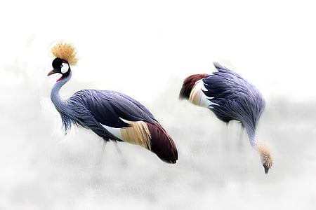 grey-crowned-crane-cranes-bird-africa-thumb.jpg
