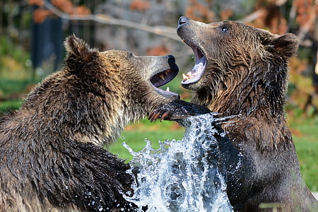 grizzly-bears-playing-sparring-thumb.jpg