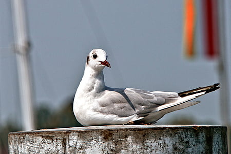 gull-bird-sitting-seagull-thumb.jpg