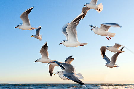 gulls-bird-fly-coast-thumb.jpg