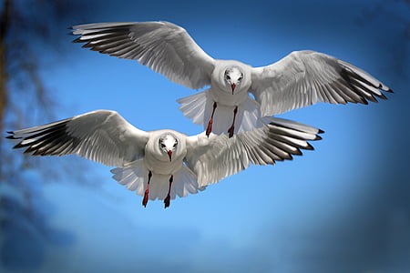 gulls-birds-fly-water-bird-thumb.jpg