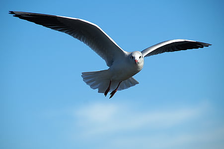 gull-tern-bird-flight-thumb.jpg