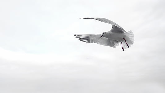 gull-wing-bird-sea-thumb.jpg