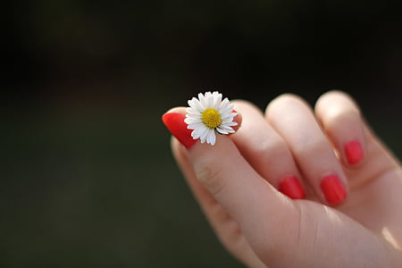 hand-daisy-flower-finger-thumb.jpg