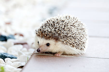 hedgehog-animal-baby-cute-thumb.jpg