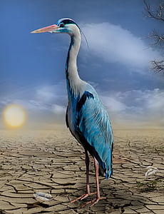 heron-fish-drought-hunger-thumb.jpg