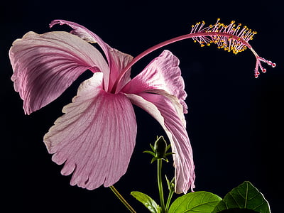hibiscus-blossom-bloom-flower-thumb (1).jpg