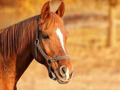 horse-brown-animal-portrait-horse-head-thumb.jpg