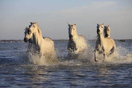 horses-herd-horse-horseback-riding-thumb.jpg