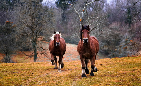 horses-nature-animal-horse-thumb.jpg