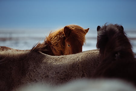 horses-outdoors-sheltering-brown-thumb.jpg