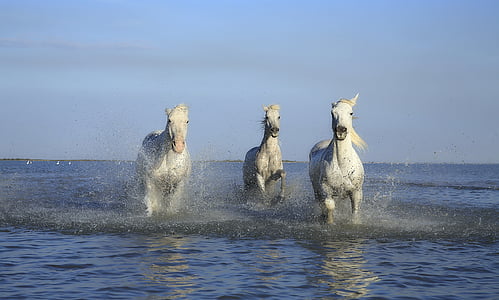 horse-white-horse-mane-mud-thumb.jpg