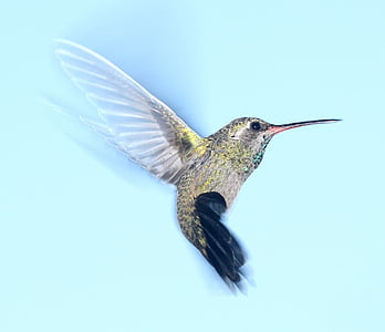 hummingbird-flying-portrait-wildlife-thumb.jpg